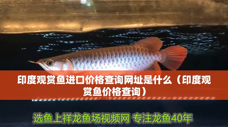 印度觀賞魚進口價格查詢網址是什么（印度觀賞魚價格查詢）