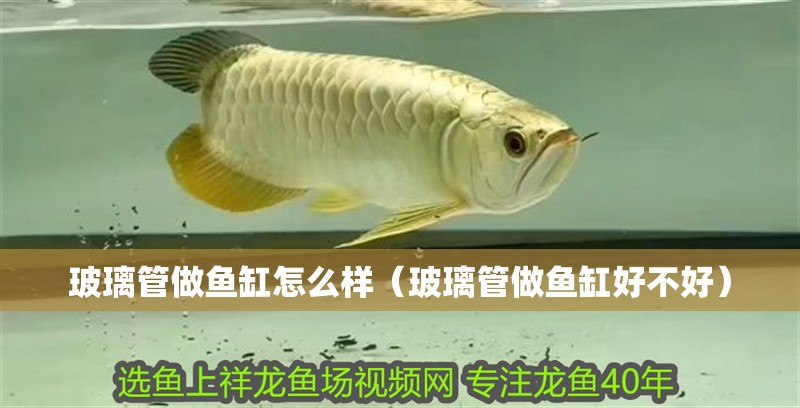 龍魚干蝦有營養(yǎng)嗎 玻璃管做魚缸怎么樣(玻璃管做魚缸好不好) 觀賞魚百科 玻璃管做魚缸怎么樣(玻璃管做魚缸好不好) 玻璃管做魚缸怎么樣(玻璃管做魚缸好不好) 觀賞魚百科