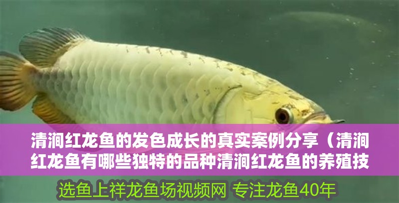 清澗紅龍魚的發色成長的真實案例分享（清澗紅龍魚有哪些獨特的品種清澗紅龍魚的養殖技巧）