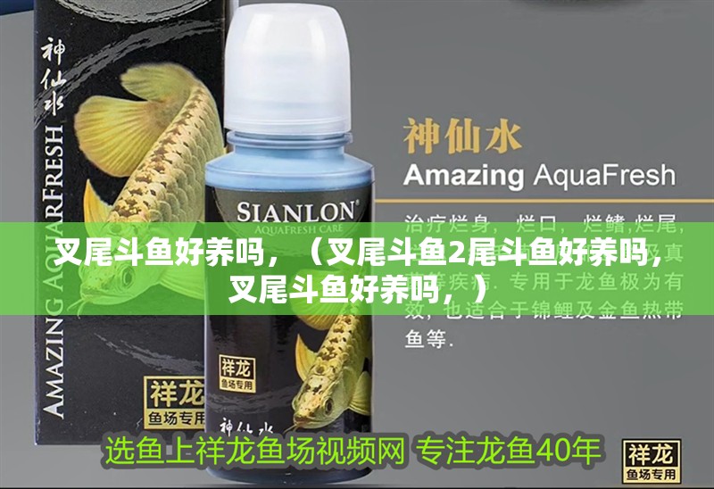 叉尾斗魚好養嗎，（叉尾斗魚2尾斗魚好養嗎，叉尾斗魚好養嗎，）