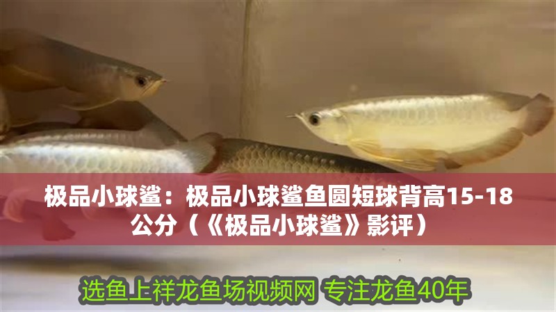 極品小球鯊：極品小球鯊魚圓短球背高15-18公分（《極品小球鯊》影評）