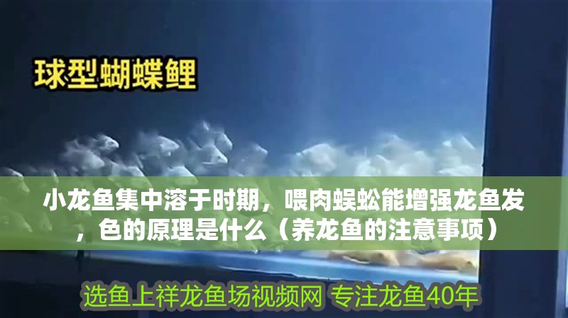 小龍魚(yú)集中溶于時(shí)期，喂肉蜈蚣能增強(qiáng)龍魚(yú)發(fā)，色的原理是什么（養(yǎng)龍魚(yú)的注意事項(xiàng)）