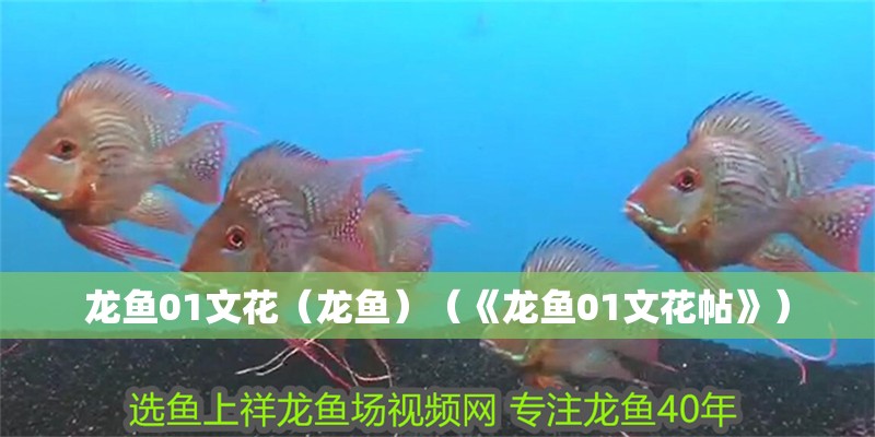 龍魚01文花（龍魚）（《龍魚01文花帖》）