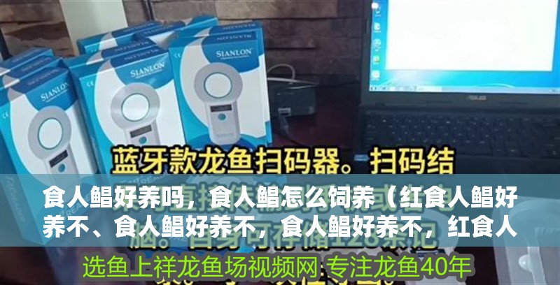 食人鯧好養嗎，食人鯧怎么飼養（紅食人鯧好養不、食人鯧好養不，食人鯧好養不，紅食人鯧好養不）