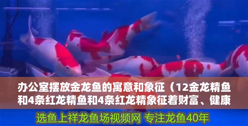 辦公室擺放金龍魚的寓意和象征（12金龍精魚和4條紅龍精魚和4條紅龍精象征著財(cái)富、健康和長壽） 辦公室擺放金龍魚的寓意和象征（12金龍精魚和4條紅龍精魚和4條紅龍精象征著財(cái)富、健康和長壽） 觀賞魚百科