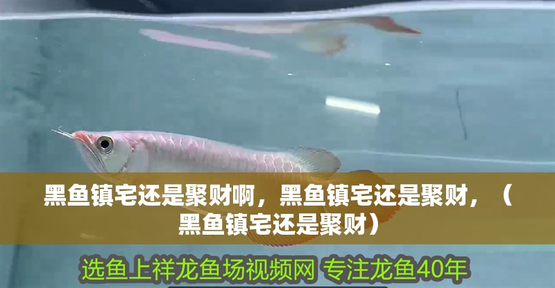 黑魚鎮宅還是聚財啊，黑魚鎮宅還是聚財，（黑魚鎮宅還是聚財）
