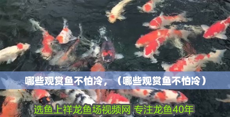哪些觀賞魚不怕冷，（哪些觀賞魚不怕冷）