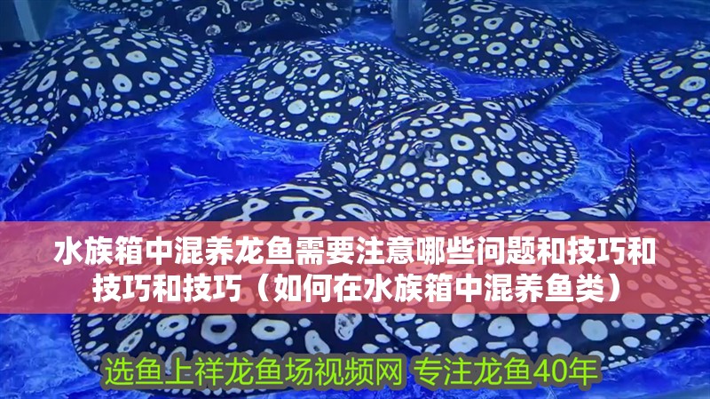 水族箱中混養龍魚需要注意哪些問題和技巧和技巧和技巧(如何在水族箱中混養魚類) 觀賞魚百科 第2張 水族箱中混養龍魚需要注意哪些問題和技巧和技巧和技巧(如何在水族箱中混養魚類) 水族箱中混養龍魚需要注意哪些問題和技巧和技巧和技巧(如何在水族箱中混養魚類) 觀賞魚百科 第2張