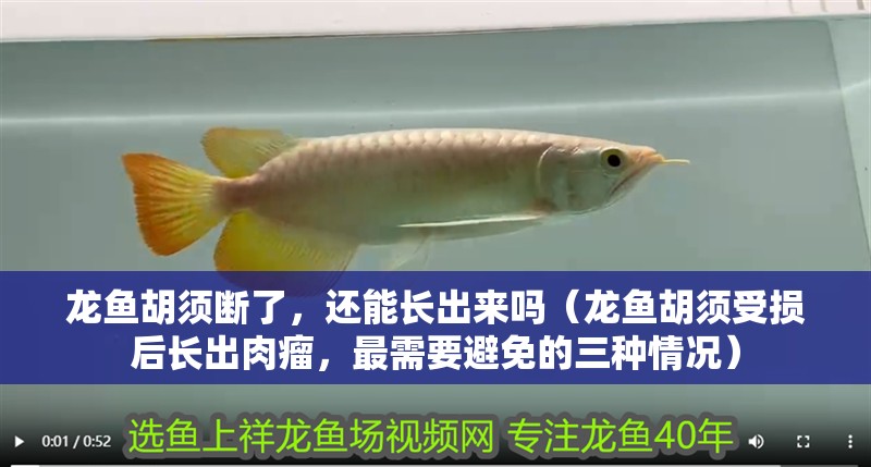 龍魚胡須斷了，還能長出來嗎（龍魚胡須受損后長出肉瘤，最需要避免的三種情況） 龍魚胡須斷了，還能長出來嗎（龍魚胡須受損后長出肉瘤，最需要避免的三種情況） 觀賞魚百科 第3張