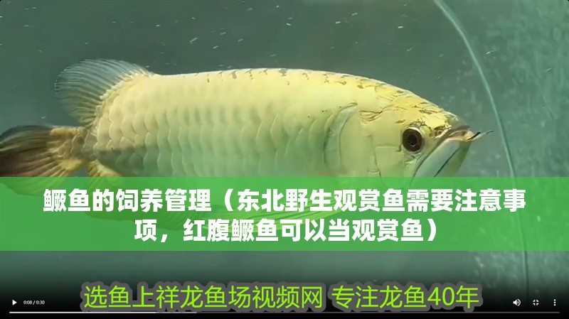 鱖魚的飼養管理（東北野生觀賞魚需要注意事項，紅腹鱖魚可以當觀賞魚）