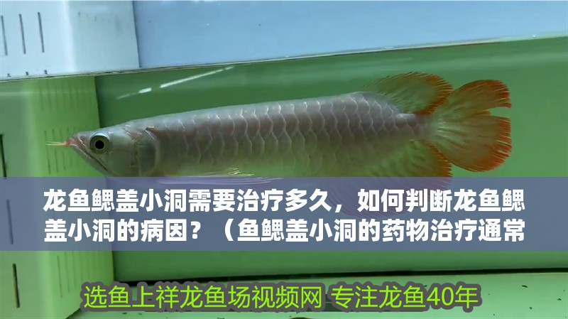 鸚鵡魚和銀龍魚混養(yǎng)怎樣喂食 龍魚鰓蓋小洞需要治療多久,如何判斷龍魚鰓蓋小洞的病因?(魚鰓蓋小洞的藥物治療通常需要根據(jù)具體情況來定) 觀賞魚百科 龍魚鰓蓋小洞需要治療多久,如何判斷龍魚鰓蓋小洞的病因?(魚鰓蓋小洞的藥物治療通常需要根據(jù)具體情況來定) 龍魚鰓蓋小洞需要治療多久,如何判斷龍魚鰓蓋小洞的病因?(魚鰓蓋小洞的藥物治療通常需要根據(jù)具體情況來定) 觀賞魚百科