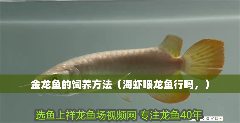 金龍魚的飼養(yǎng)方法（海蝦喂龍魚行嗎，）