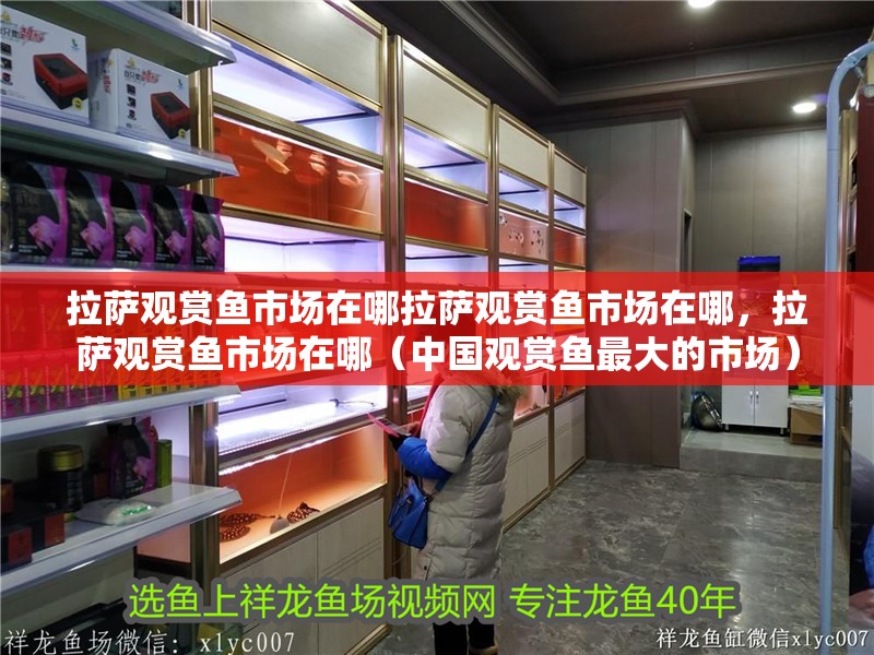 拉薩觀賞魚市場在哪拉薩觀賞魚市場在哪，拉薩觀賞魚市場在哪（中國觀賞魚最大的市場）