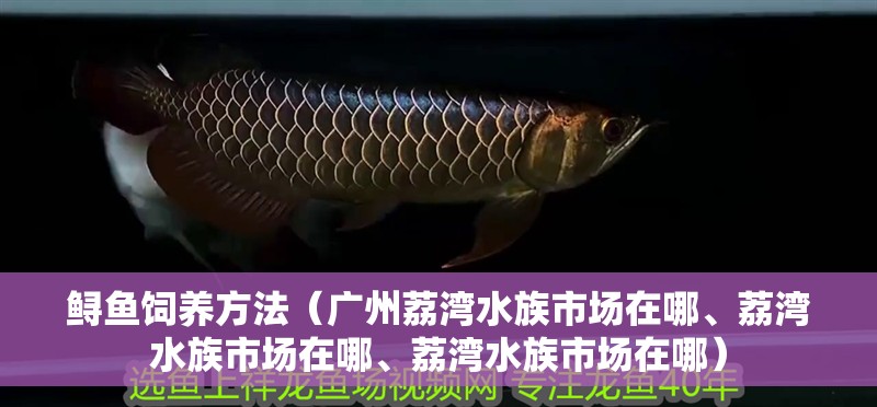 鱘魚飼養方法（廣州荔灣水族市場在哪、荔灣水族市場在哪、荔灣水族市場在哪）