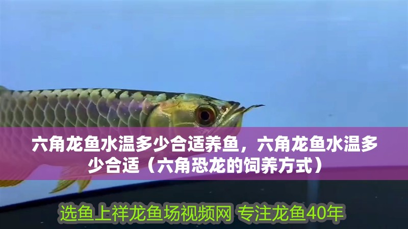 六角龍魚水溫多少合適養(yǎng)魚，六角龍魚水溫多少合適（六角恐龍的飼養(yǎng)方式）