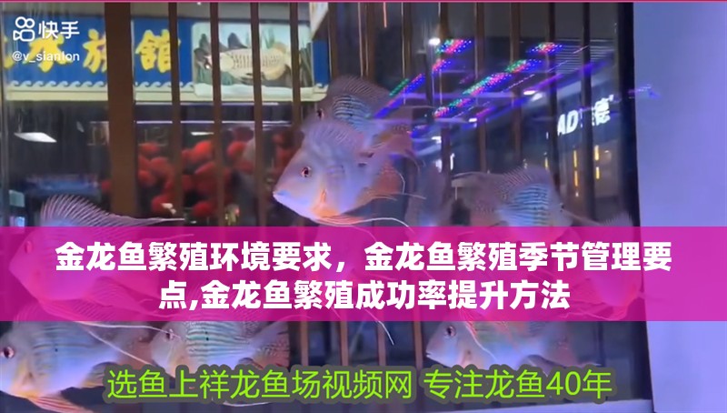 金龍魚繁殖環境要求，金龍魚繁殖季節管理要點,金龍魚繁殖成功率提升方法