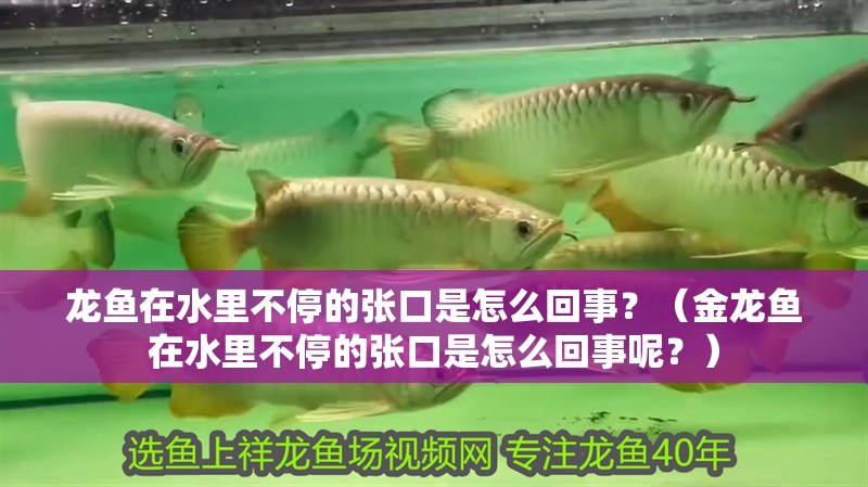 龍魚在水里不停的張口是怎么回事？（金龍魚在水里不停的張口是怎么回事呢？）
