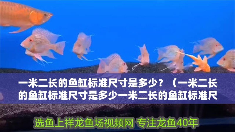 一米二長的魚缸標準尺寸是多少？（一米二長的魚缸標準尺寸是多少一米二長的魚缸標準尺寸是多少呢）