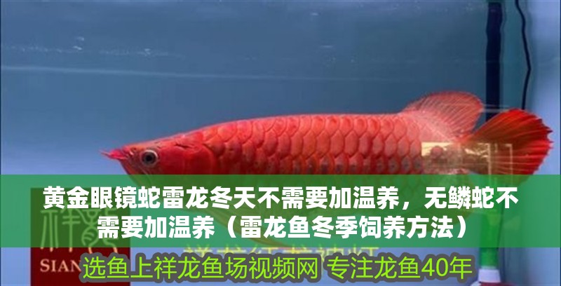 黃金眼鏡蛇雷龍冬天不需要加溫養(yǎng)，無(wú)鱗蛇不需要加溫養(yǎng)（雷龍魚(yú)冬季飼養(yǎng)方法） 黃金眼鏡蛇雷龍冬天不需要加溫養(yǎng)，無(wú)鱗蛇不需要加溫養(yǎng)（雷龍魚(yú)冬季飼養(yǎng)方法） 觀賞魚(yú)百科 第4張