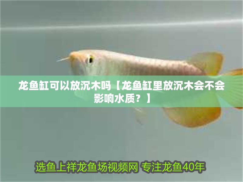 龍魚缸可以放沉木嗎【龍魚缸里放沉木會(huì)不會(huì)影響水質(zhì)？】