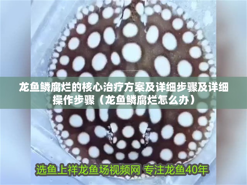 龍魚鱗腐爛的核心治療方案及詳細步驟及詳細操作步驟（龍魚鱗腐爛怎么辦）