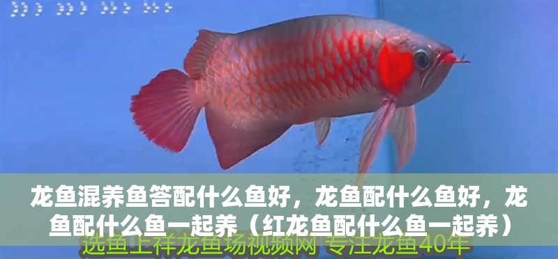 龍魚混養(yǎng)魚答配什么魚好，龍魚配什么魚好，龍魚配什么魚一起養(yǎng)（紅龍魚配什么魚一起養(yǎng)） 龍魚混養(yǎng)魚答配什么魚好，龍魚配什么魚好，龍魚配什么魚一起養(yǎng)（紅龍魚配什么魚一起養(yǎng)） 觀賞魚百科