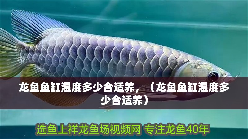 龍魚魚缸溫度多少合適養，（龍魚魚缸溫度多少合適養）