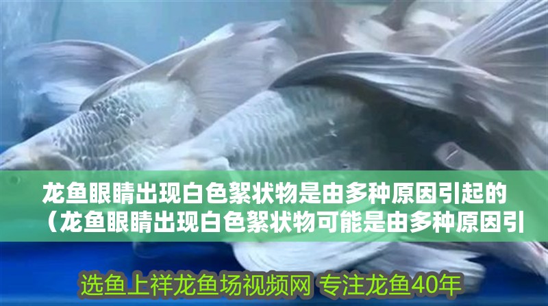 龍魚眼睛出現白色絮狀物是由多種原因引起的（龍魚眼睛出現白色絮狀物可能是由多種原因引起的）