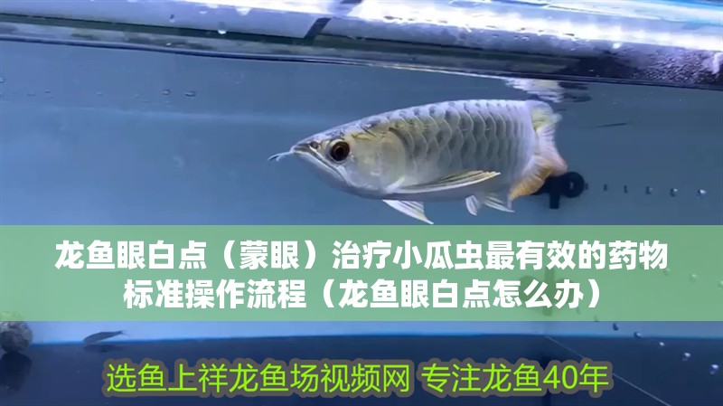 龍魚眼白點（蒙眼）治療小瓜蟲最有效的藥物標準操作流程（龍魚眼白點怎么辦）