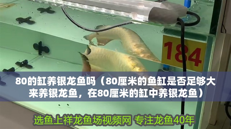 80的缸養銀龍魚嗎（80厘米的魚缸是否足夠大來養銀龍魚，在80厘米的缸中養銀龍魚）