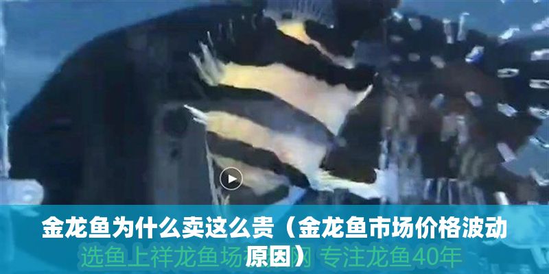 金龍魚為什么賣這么貴（金龍魚市場價格波動原因）