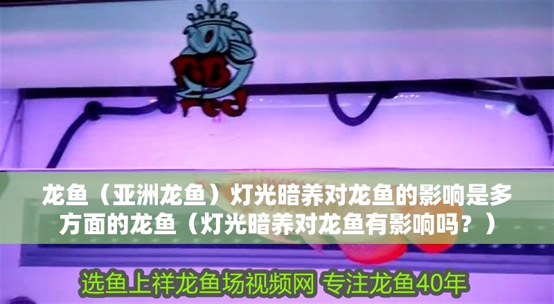 龍魚（亞洲龍魚）燈光暗養對龍魚的影響是多方面的龍魚（燈光暗養對龍魚有影響嗎？）