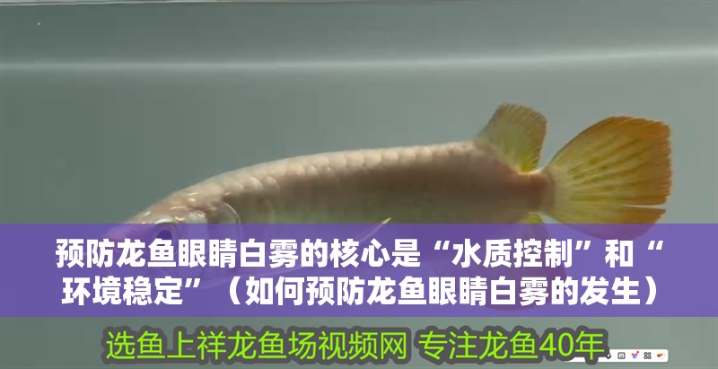 預(yù)防龍魚(yú)眼睛白霧的核心是“水質(zhì)控制”和“環(huán)境穩(wěn)定”（如何預(yù)防龍魚(yú)眼睛白霧的發(fā)生）