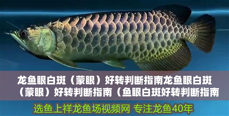 龍魚眼白斑（蒙眼）好轉判斷指南龍魚眼白斑（蒙眼）好轉判斷指南（魚眼白斑好轉判斷指南）