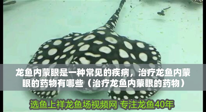 龍魚內蒙眼是一種常見的疾病，治療龍魚內蒙眼的藥物有哪些（治療龍魚內蒙眼的藥物）