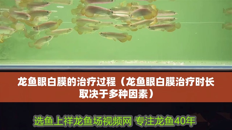 龍魚眼白膜的治療過程（龍魚眼白膜治療時長取決于多種因素）