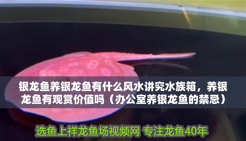 銀龍魚養銀龍魚有什么風水講究水族箱，養銀龍魚有觀賞價值嗎（辦公室養銀龍魚的禁忌）