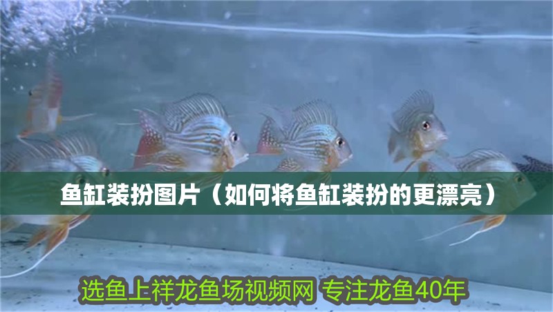 魚缸裝扮圖片（如何將魚缸裝扮的更漂亮）