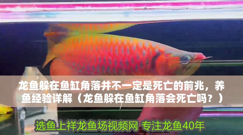 龍魚躲在魚缸角落并不一定是死亡的前兆，養魚經驗詳解（龍魚躲在魚缸角落會死亡嗎？）