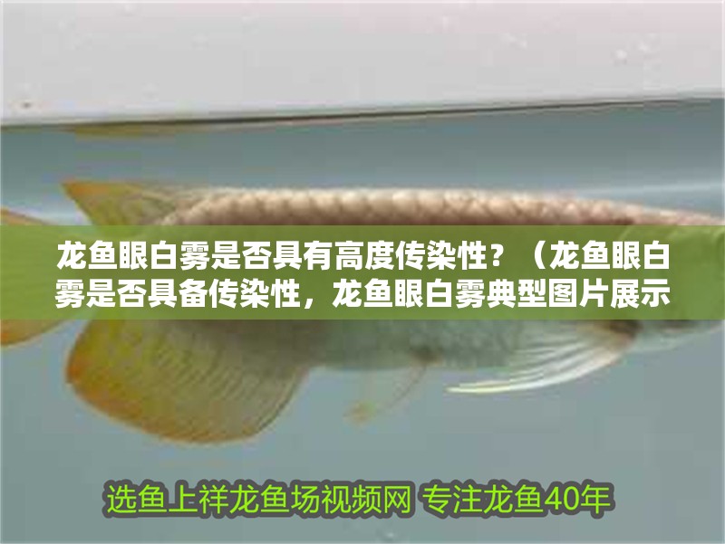 龍魚眼白霧是否具有高度傳染性？（龍魚眼白霧是否具備傳染性，龍魚眼白霧典型圖片展示） 龍魚眼白霧是否具有高度傳染性？（龍魚眼白霧是否具備傳染性，龍魚眼白霧典型圖片展示） 龍魚百科 第3張