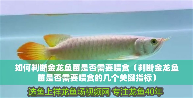 如何判斷金龍魚苗是否需要喂食（判斷金龍魚苗是否需要喂食的幾個關鍵指標）