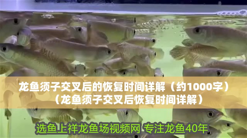 龍魚須子交叉后的恢復時間詳解（約1000字）（龍魚須子交叉后恢復時間詳解）