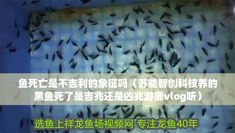 魚死亡是不吉利的象征嗎（蘇能智創科技養的黑魚死了是吉兆還是兇兆游鹿vlog聽）
