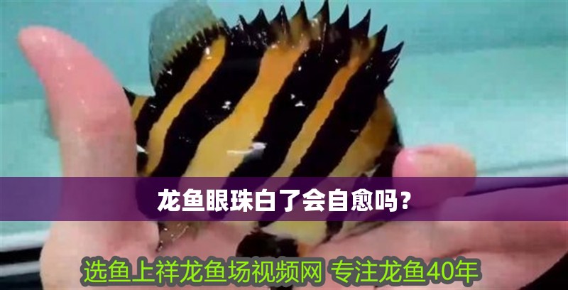 龍魚眼珠白了會自愈嗎？
