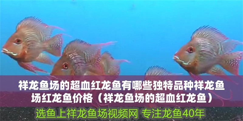 祥龍魚場的超血紅龍魚有哪些獨特品種祥龍魚場紅龍魚價格（祥龍魚場的超血紅龍魚）