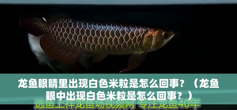 龍魚眼睛里出現白色米粒是怎么回事？（龍魚眼中出現白色米粒是怎么回事？）
