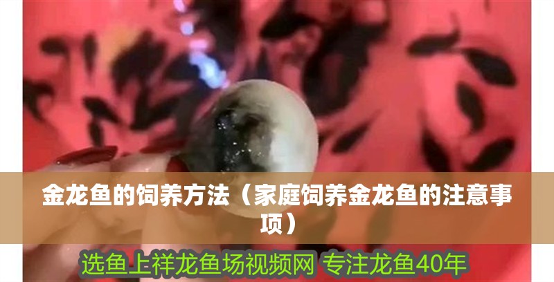 金龍魚(yú)的飼養(yǎng)方法（家庭飼養(yǎng)金龍魚(yú)的注意事項(xiàng)）