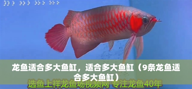龍魚適合多大魚缸，適合多大魚缸（9條龍魚適合多大魚缸）