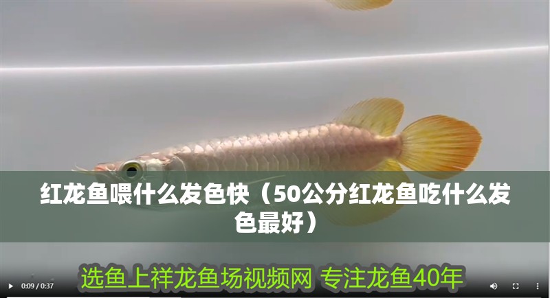 紅龍魚喂什么發色快（50公分紅龍魚吃什么發色最好）