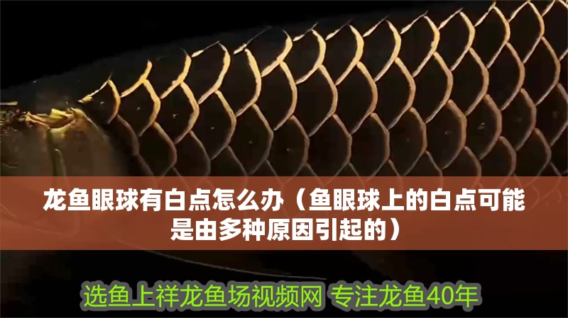 龍魚眼球有白點怎么辦（魚眼球上的白點可能是由多種原因引起的）